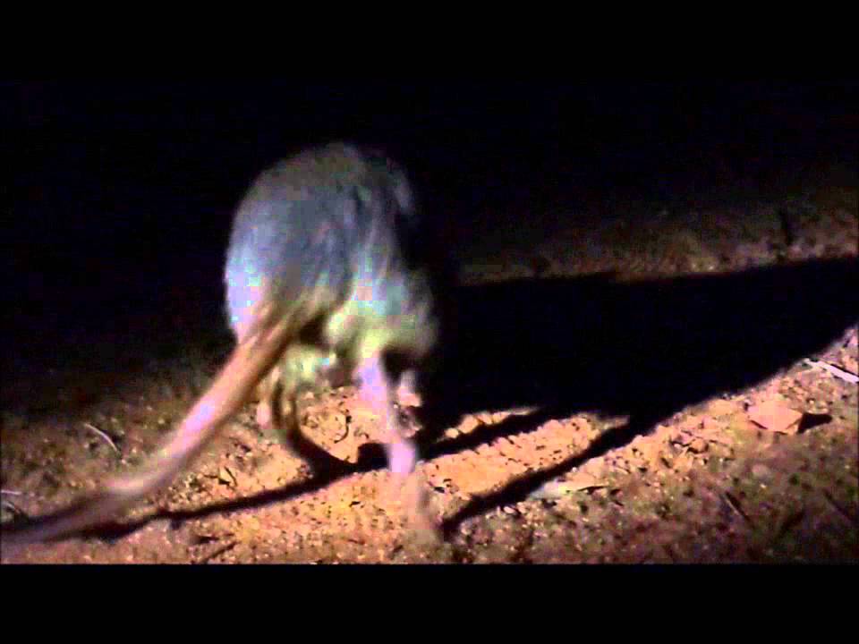 Nocturnal Tour with Lisa 03 Brush tailed bettong