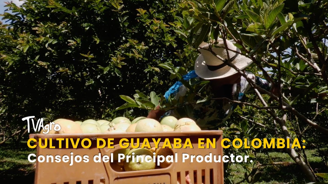 Cultivo de Guayaba en Colombia: Consejos del Principal Productor - TvAgro por Juan Gonzalo Angel