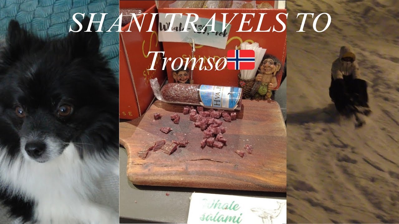 SHANI TRAVELS TO Tromsø: Sneeuwkantelen en Tara jarig🥳 #64