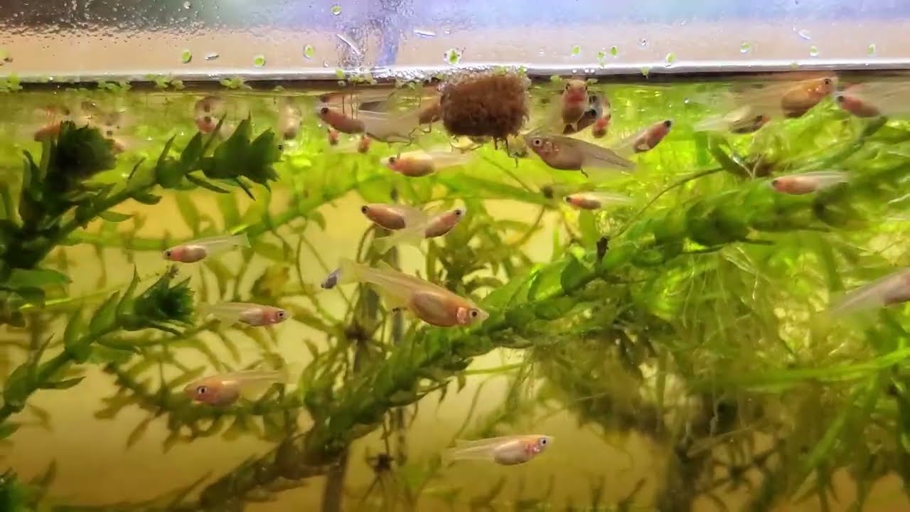 How To Have Success Breeding Ricefish!