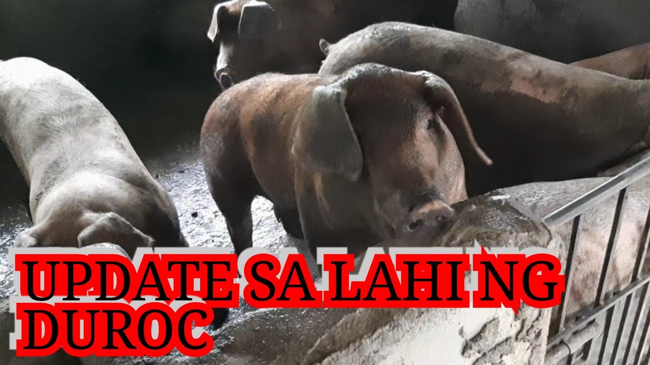 Pig Farming-UPDATE SA DUROC NA LAHI.