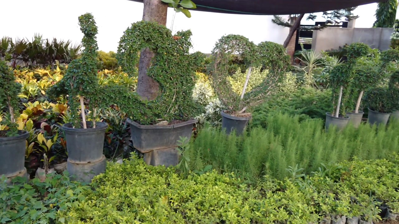BholaNursery_View