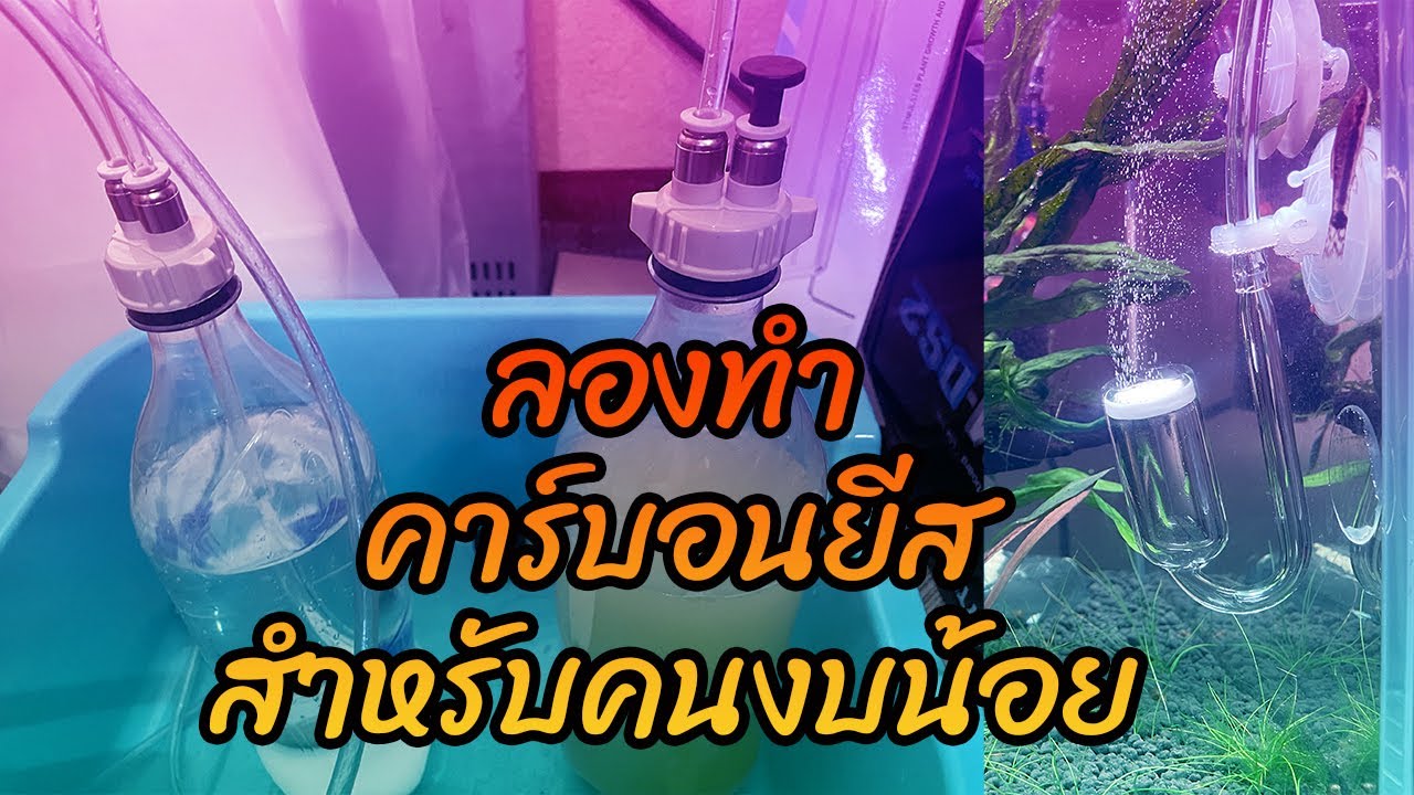 Co2 ชุดคาร์บอนยีสต์ DIY  คาร์บอนสำหรับมือใหม่ราคาถูก 2023