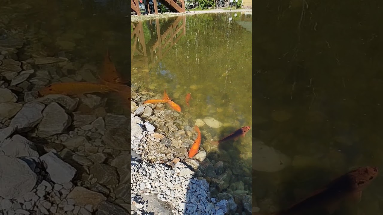 Японские рыбки 