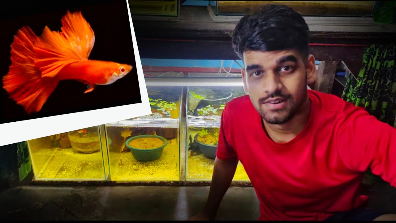 The Guppy Breeding Project | Albino Full Red Guppy