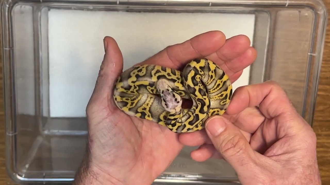 Fleetwood Reptile / PostShed / GHI Mojave Pastel Fire Het DG x Pastel Het DG
