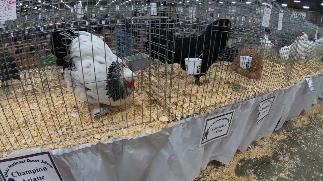 Winners Table at The OHIO NATIONALS POULTRY SHOW 2021