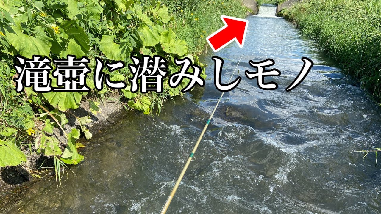 素人が用水路で魚釣りしてみたら