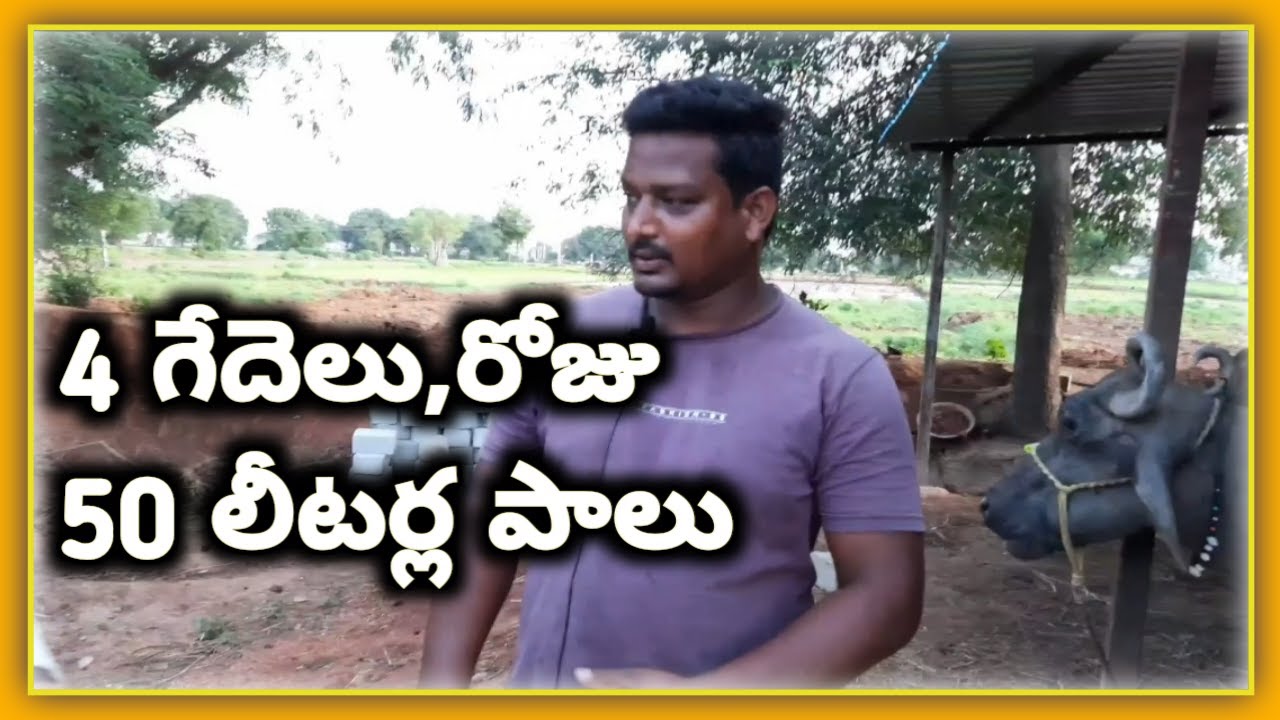 గేదెలు 50 లీటర్లు|Four buffaloes dairy farm|@malleshadla|