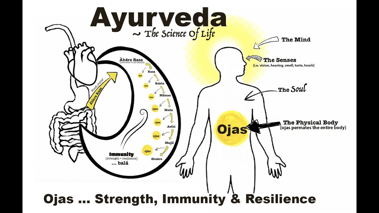 OJAS ~ Āyurveda Concept Of Immunity, Strength & Resilience