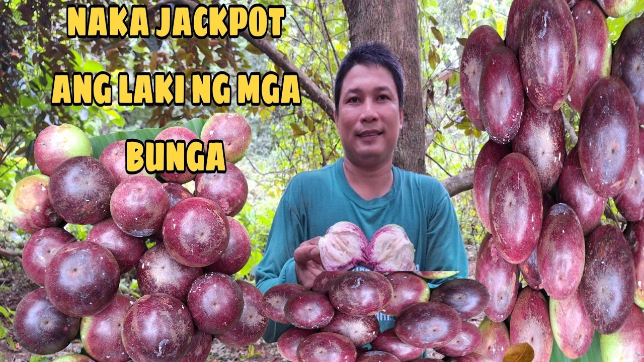 Unang pitas sa ating tanim na star apple