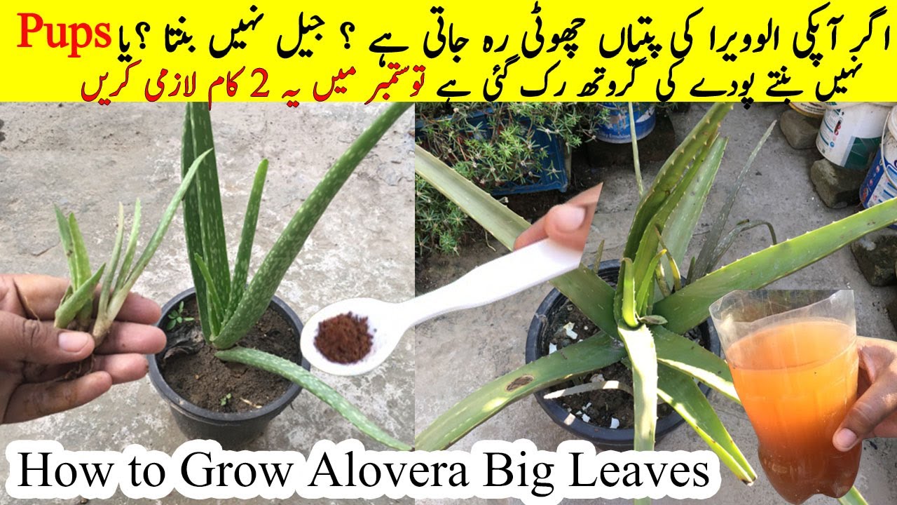 اگر آپکی الوویرا کی پتیاں پتلی رہ جاتی ہیں؟تو ستمبرمیں یہ 2 کام کریں Secretes of Healthy Alovera