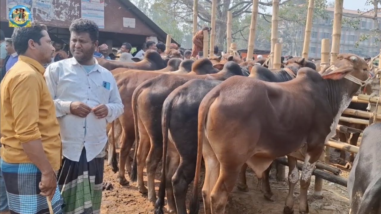 @ 25 February 2026|| চট্টগ্রামের ব্যবসায়ীর মাংসের ওজনে কুরবানির ষাঁড় গরু কেনা আমবাড়ী হাটে||