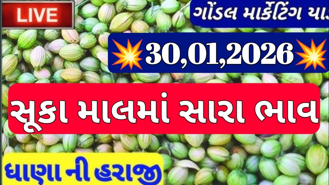 નવા ધાણા ના બજાર ભાવ / ગોંડલ ધાણા ના બજાર ભાવ / ગોંડલ નવા ધાણાના ભાવ /30,01,2026