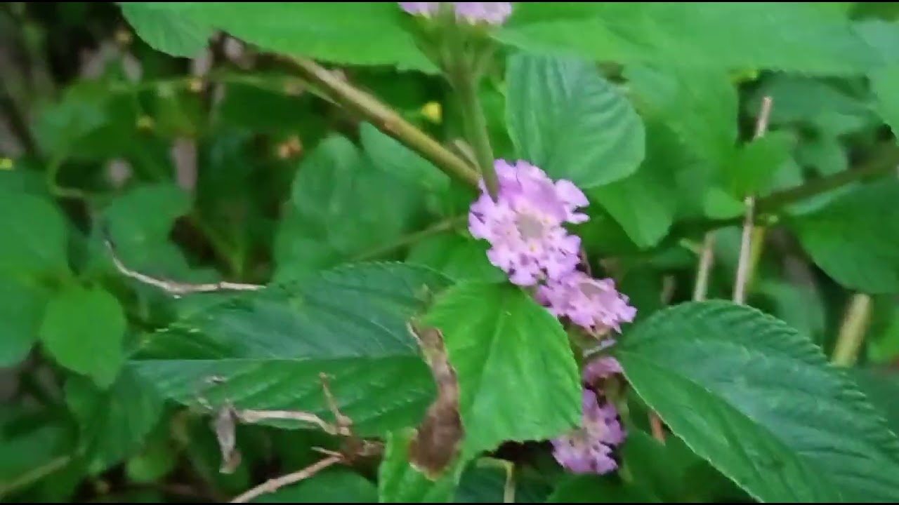 CHÁ PARA DORMIR RÁPIDO: O Segredo da Erva-Cidreira Contra a Insônia (Melatonina Natural)