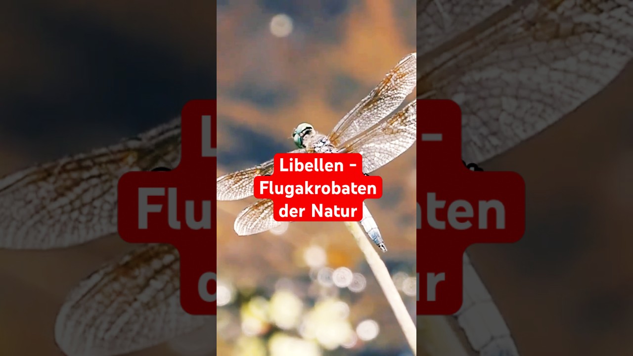 Libellen &ndash; Die Flugakrobaten der Natur