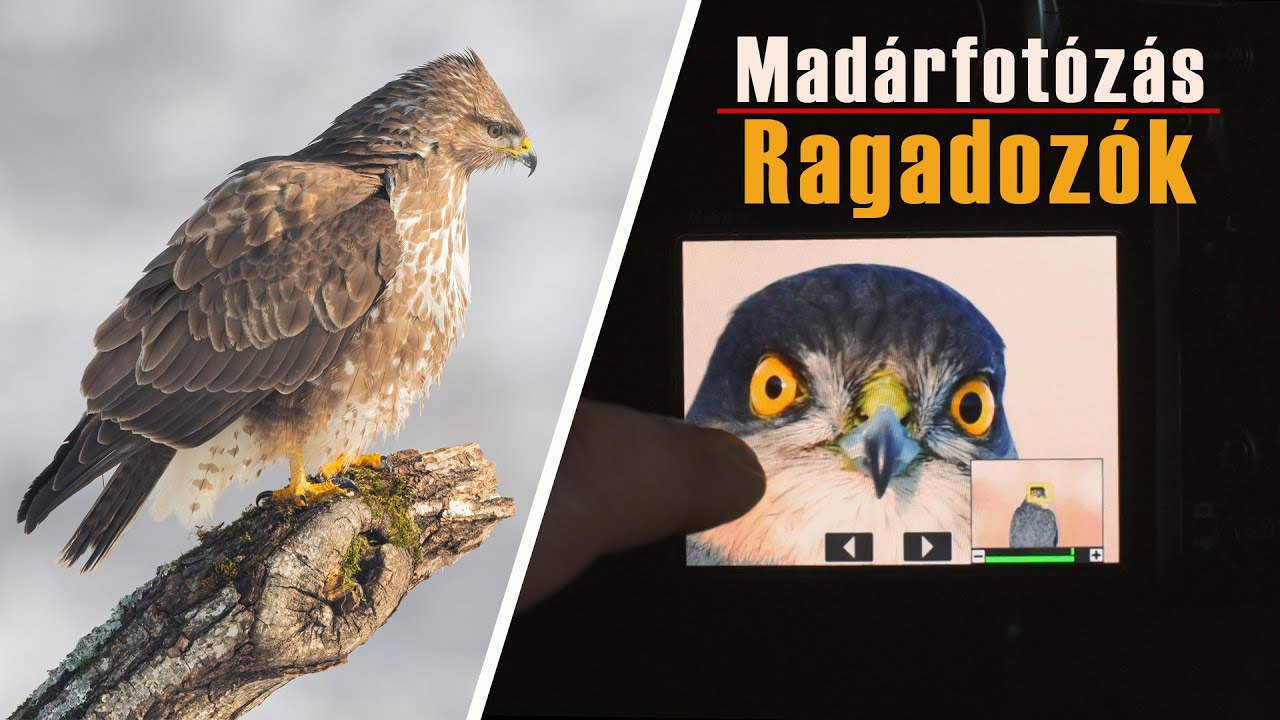 MADÁRFOTÓZÁS / Ragadozó madarak fotózása lesből - egerészölyv, karvaly