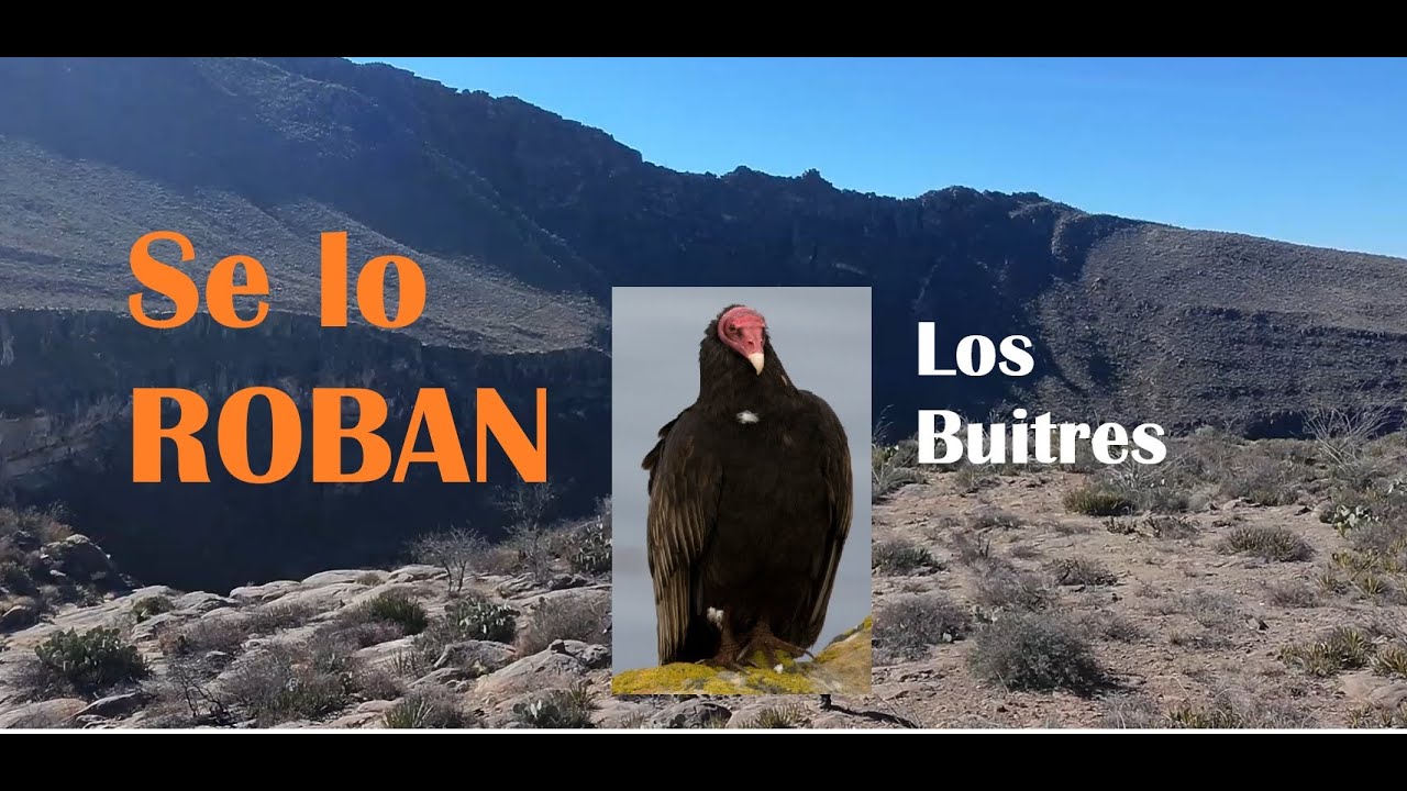 Buitre roba Dron Feb 08 2026