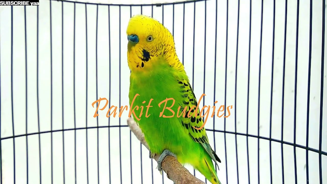MASTERAN PARKIT GACOR ! full materi tembak beset crecet For murai C ijo anis kacer / Budgie Parakeet
