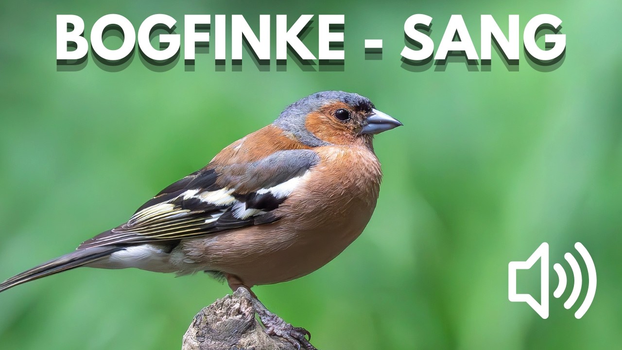 Bogfinke – hør dens klare sang på 1 minut