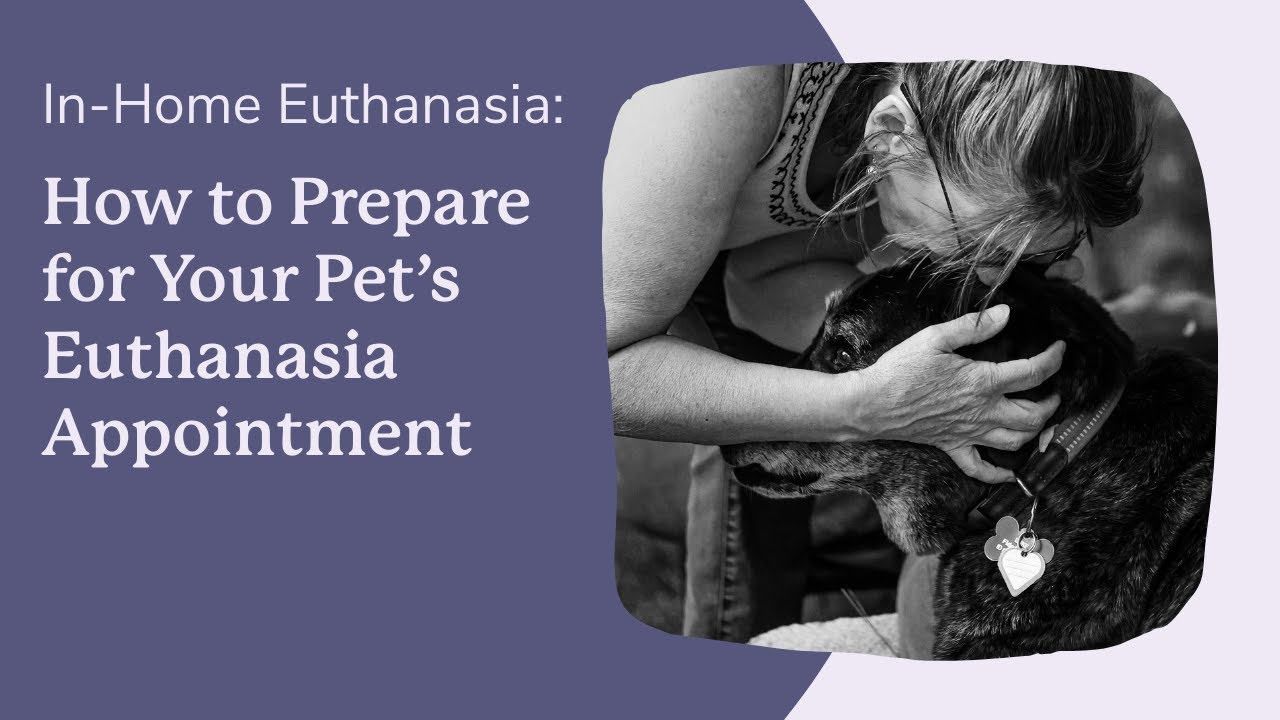 How to Prepare for the Euthanasia Appointment