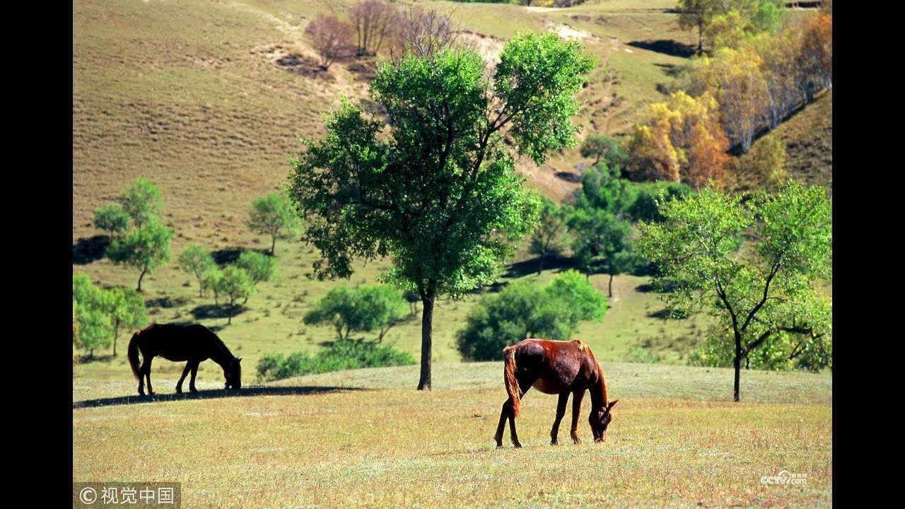 Why is China's Saihanba considered a wonder in improving ecology? | CCTV English