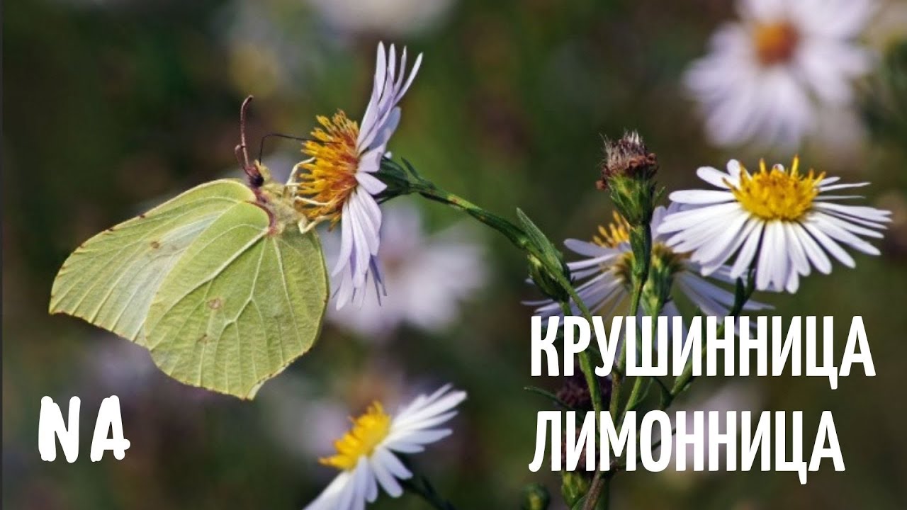 Лимонница или крушинница (лат. Gonepteryxrhamni)