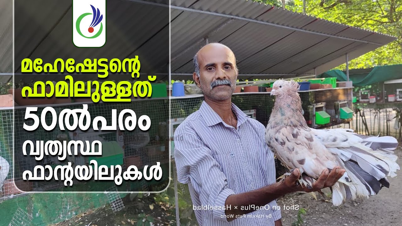 മഹേഷേട്ടന്റെ ഫാമിലുള്ളത് 50ൽപരം വ്യത്യസ്ഥ ഫാന്റയിലുകൾ | Fantail Pigeon Farm | 0012 | Pets World