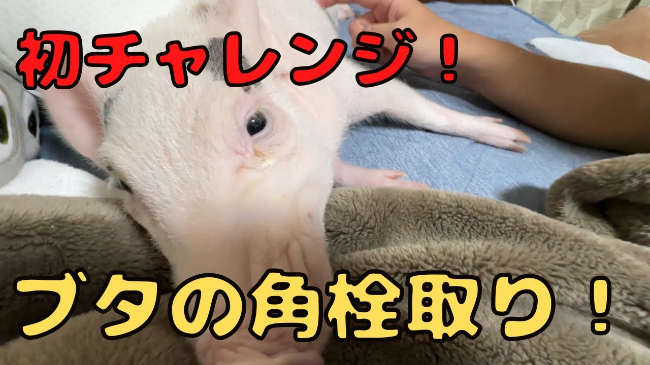 豚の角栓取ってみたら思ってたよりやばかった