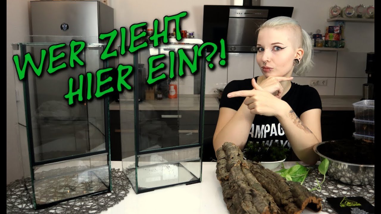 Für wen ist das Terrarium?! | Vogelspinnen | Terraristik | ❄ Lilith Whitic ❄