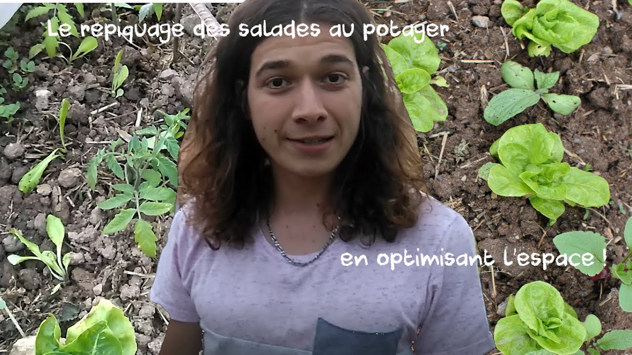 Le repiquage des salades au potager en optimisant l'espace !