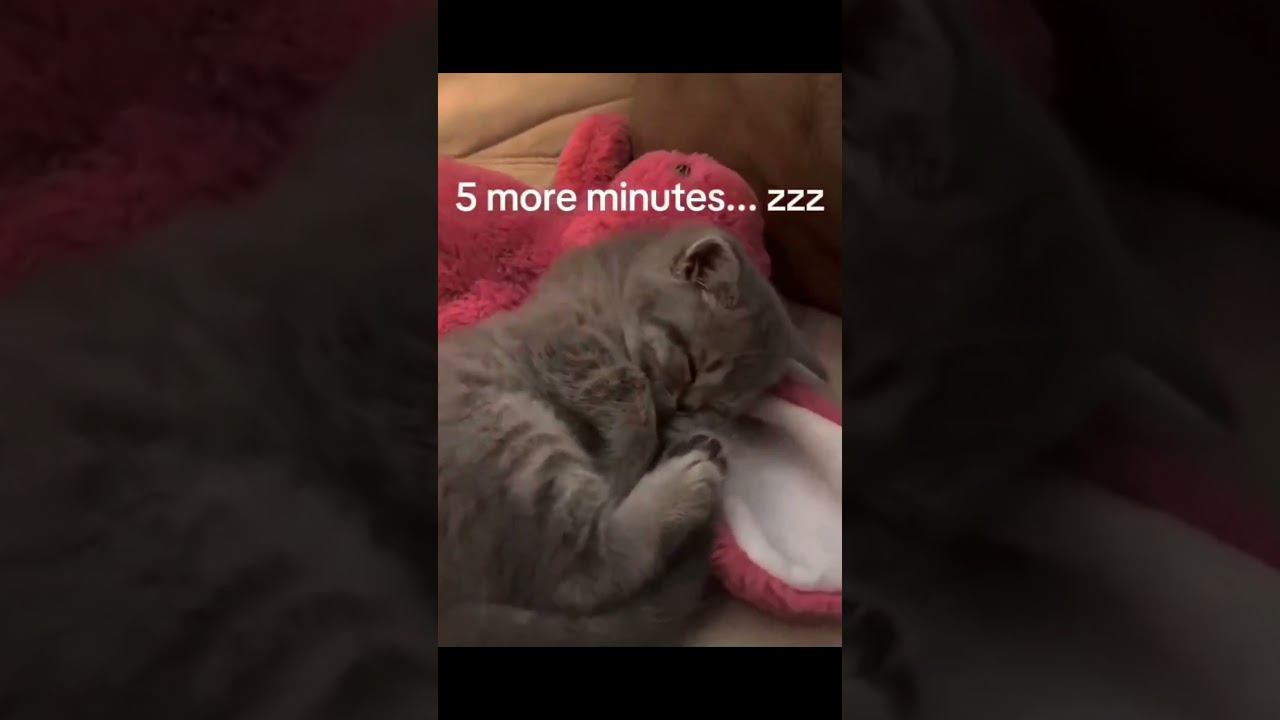 best twitter cats compilation #1