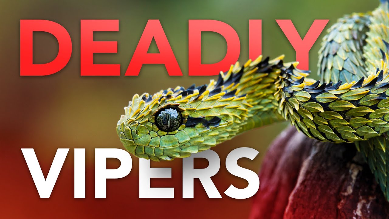 Don't Mess With These Reptiles