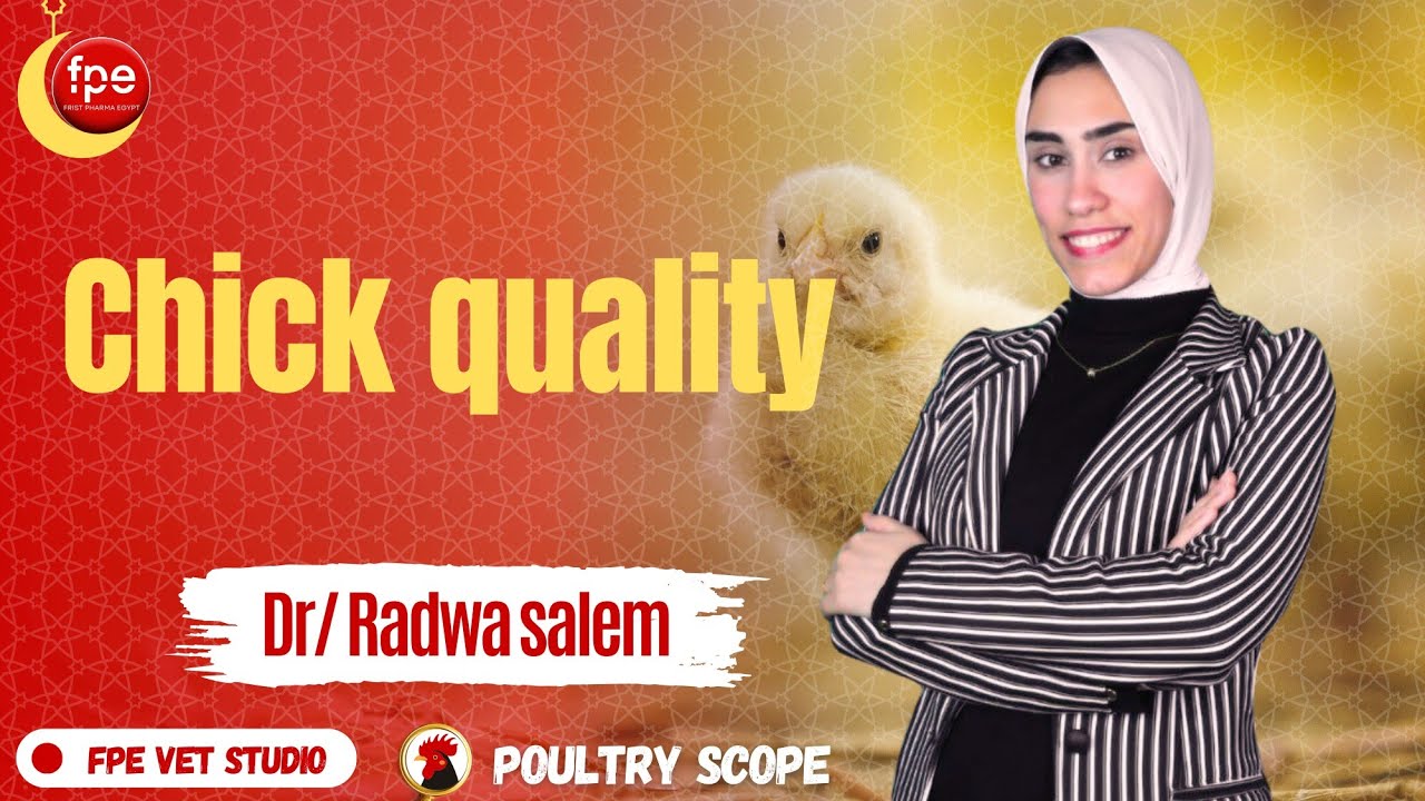 Poultry Scope ep4 | chick quality by Dr.radwa Salem