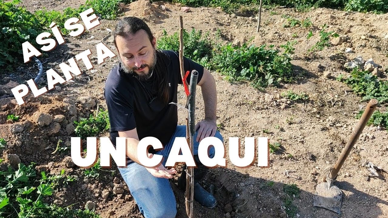 🌳 Cómo Plantar un Caqui variedad Jiro 🍂 | Paso a Paso para un Árbol Fuerte y Saludable