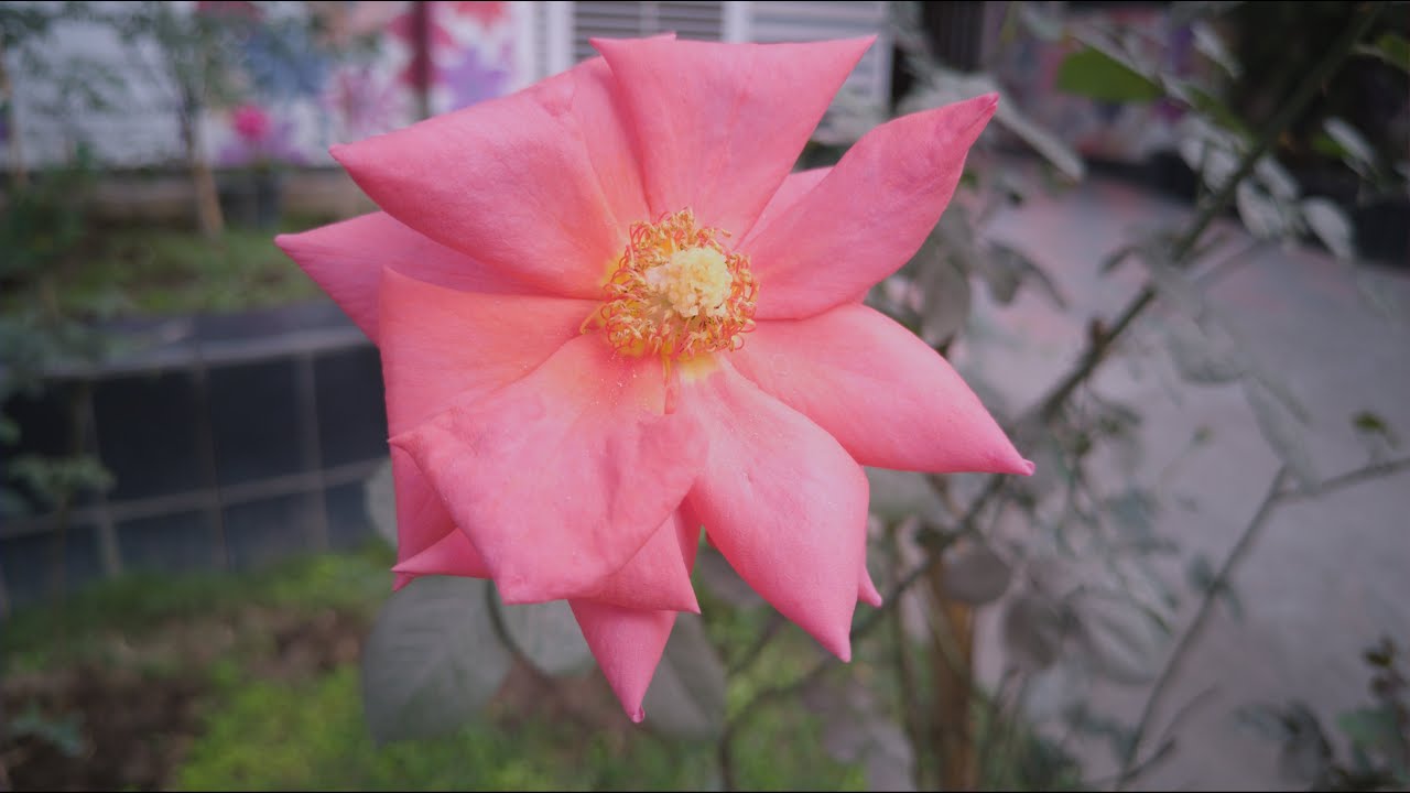 A Beautiful Day With Sony IMX-906 (F-1.95) | Smartphone Camera Sample | Smartphone Camera Sensor