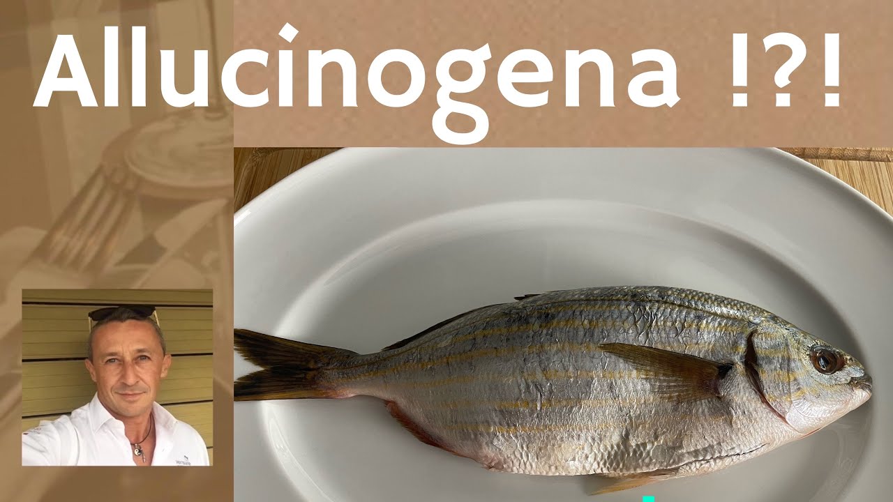 Come pulire e cucinare la Salpa : guida completa