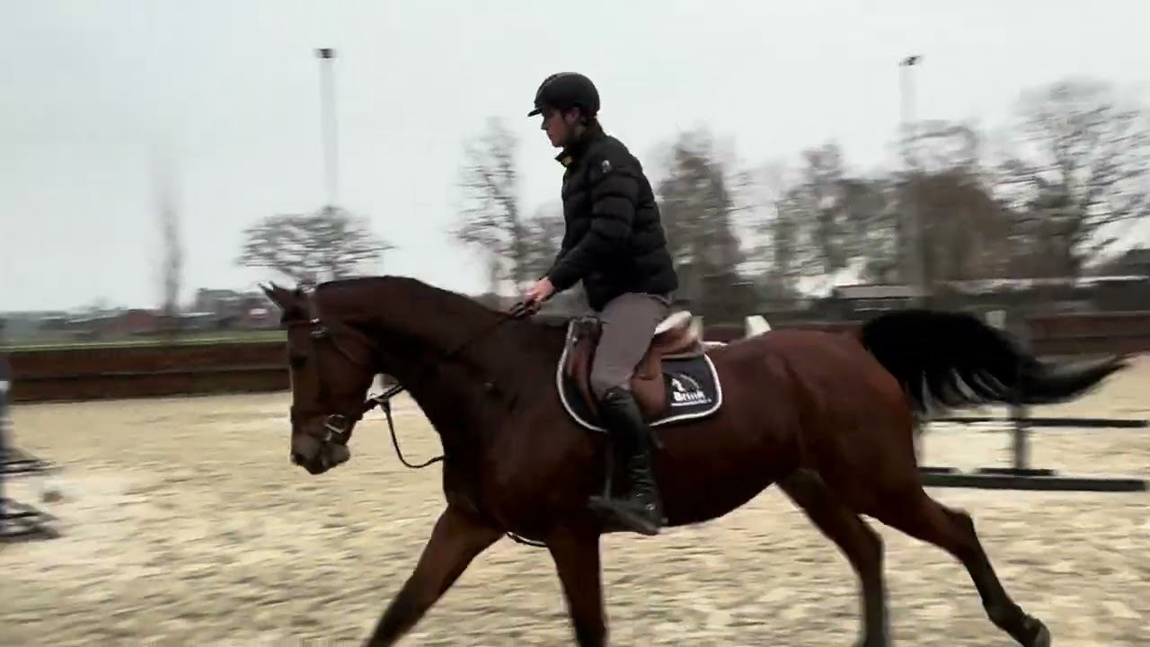 For Sale: 2018 gelding by Verdi X Chin Chin 