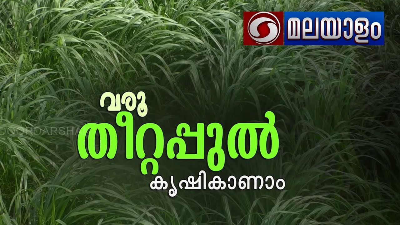 വരൂ, തീറ്റപ്പുൽ കൃഷി കാണാം|VARU THEETAPULLU KRISHI KAANAM