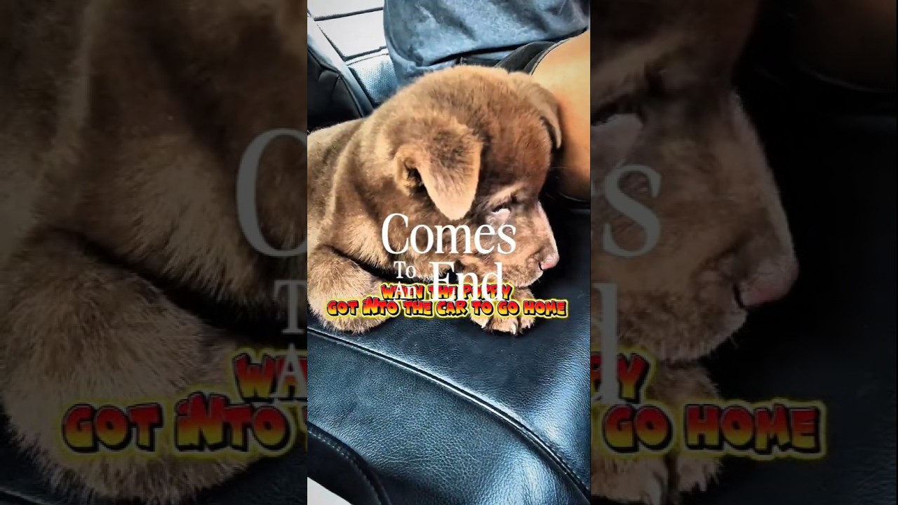 The Puppies moments 2025 🐶 #puppylove #dogstv #dogvlog #dog