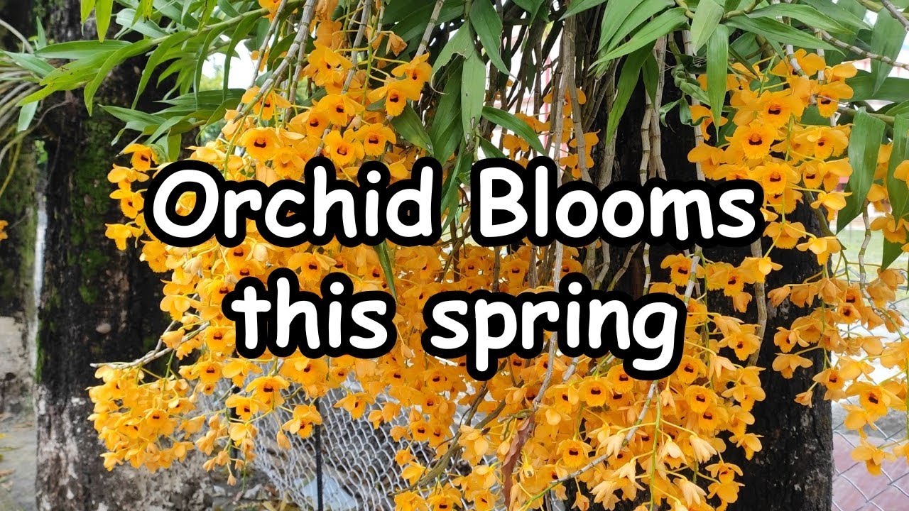 Orchid blooms this spring #orchid #orchidcare #dendrobium