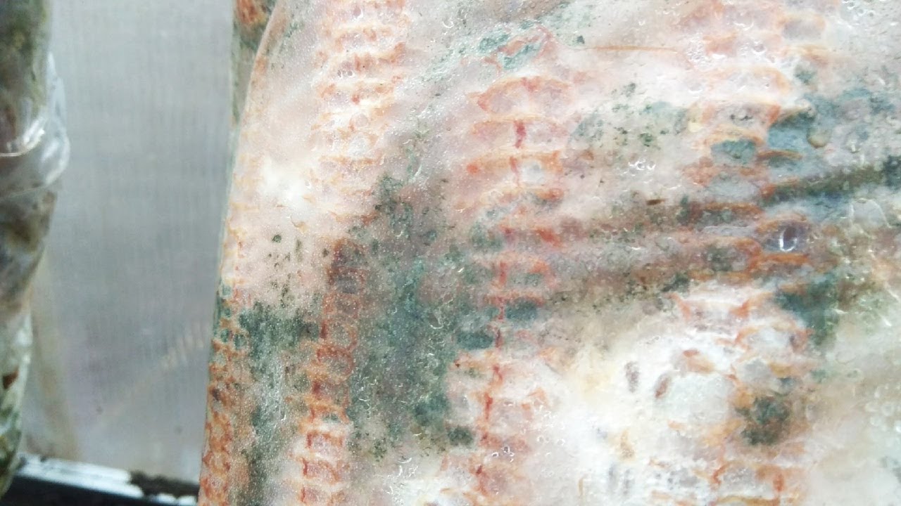 выращивание вешенки какие ошибки можно избежать