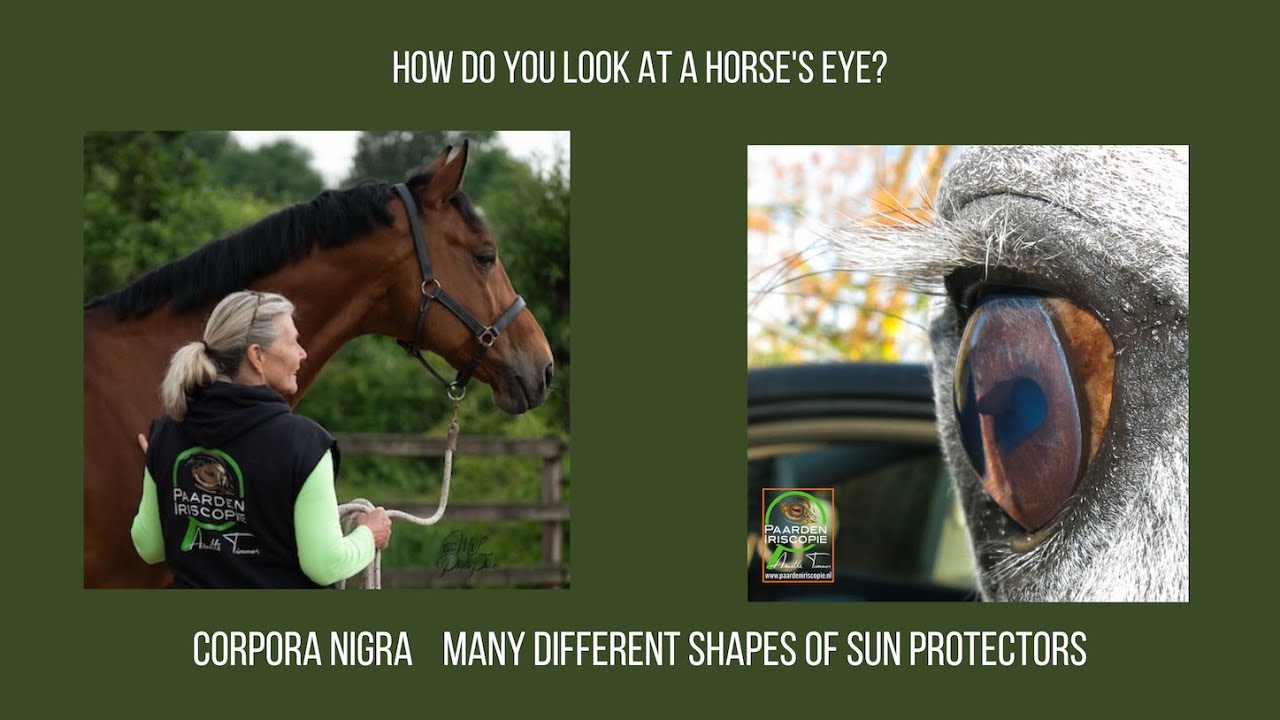 Corpora nigra  and  Iridologie equine