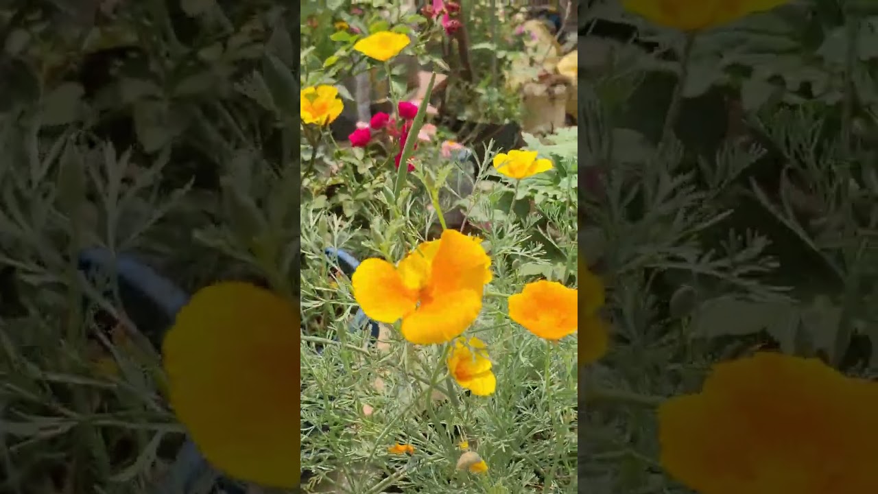 বাড়ি এসেই আগে চলে এসেছি ছাদে 🤗🤗