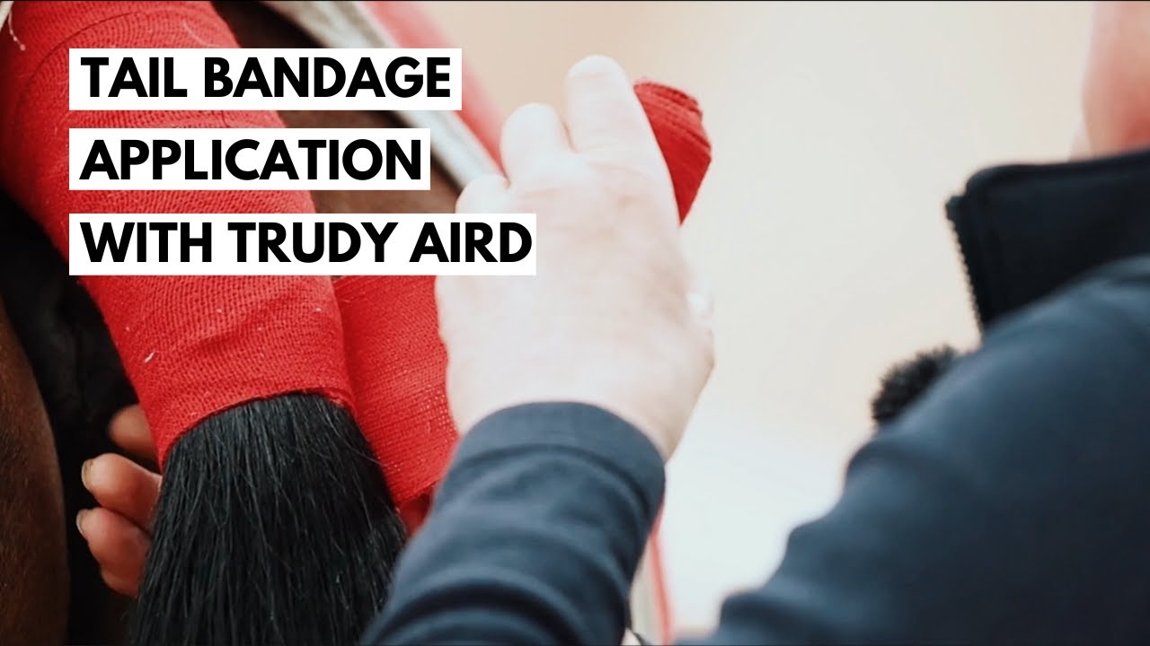 Tail Bandage Finished | Carr & Day & Martin