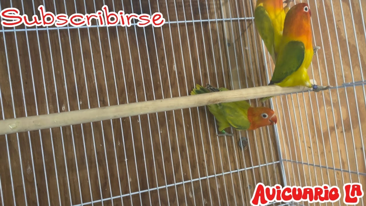 Revisión de nidos de los love birds (agapornis) temporada 2025-2026