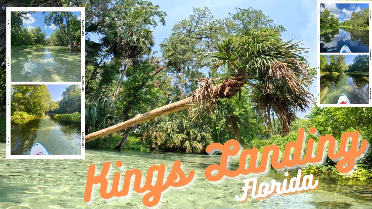 Kings Landing Paddle Boarding, Florida #florida #paddleboarding #usa #travel #video #gators