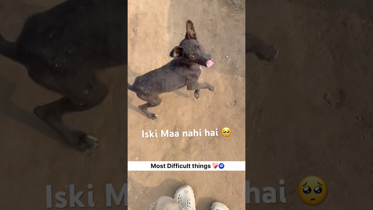 most difficult thing 🐶☺️🧿 