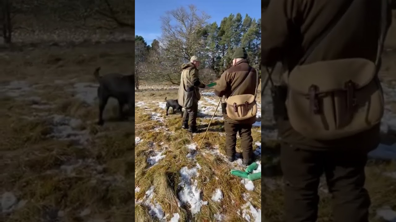 Retriever Working Test (novice) Uk #gundogtraining #labradorretriever #labrador  #dogtraining