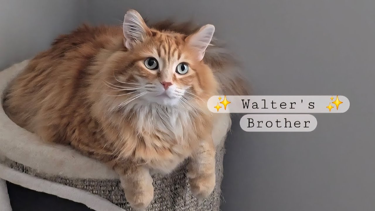 ✨ Week 9 Discussion: HIS BROTHER✨